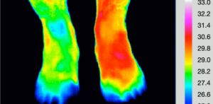 红外热像仪观察出左前脚被感染，脚趾发冷